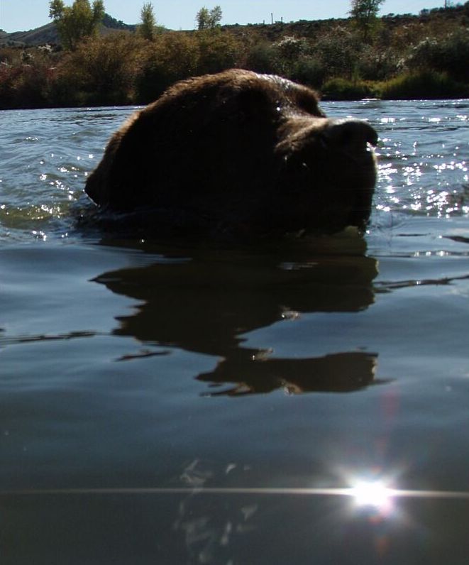 Swimming in the Colorado River