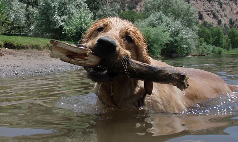 Dog in river
