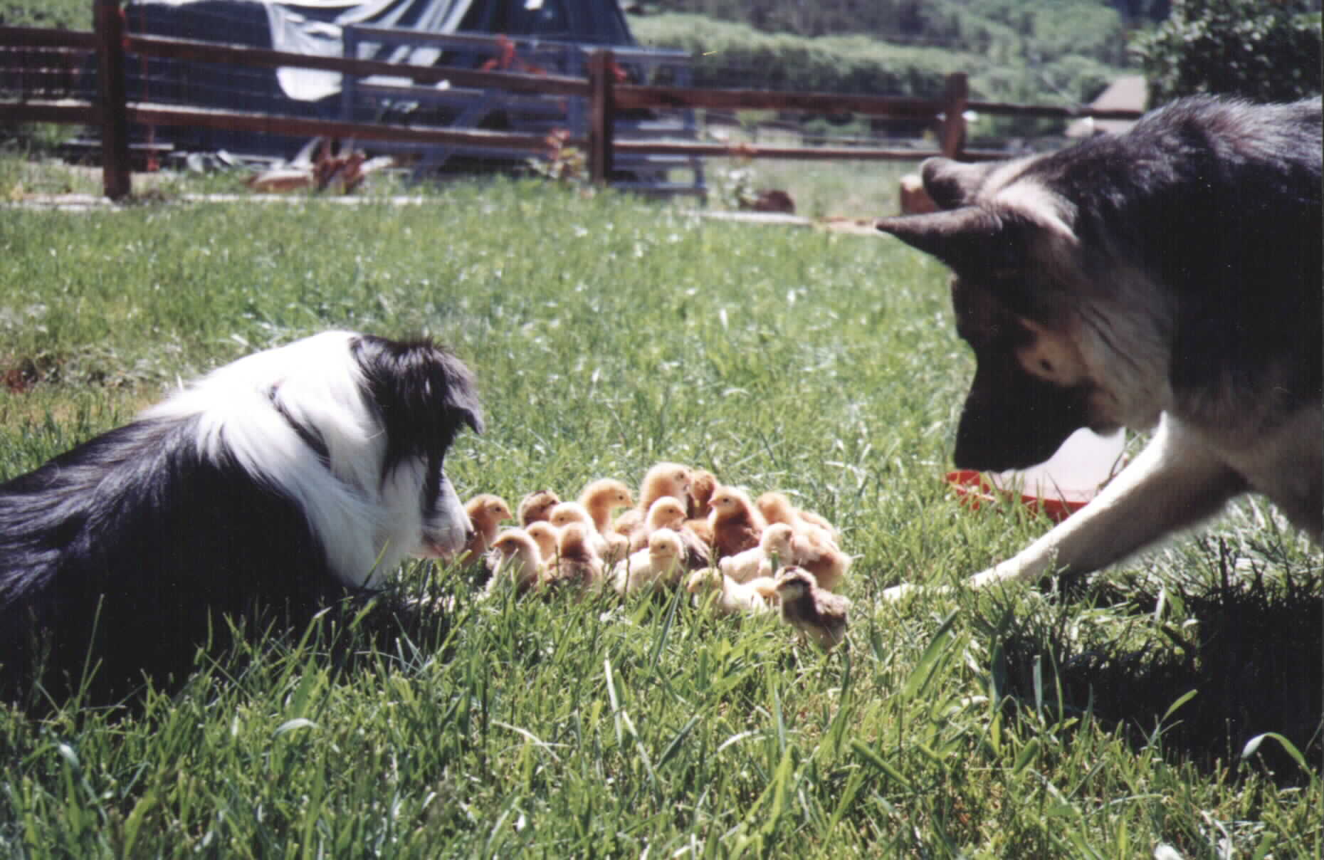Dogs and chickens