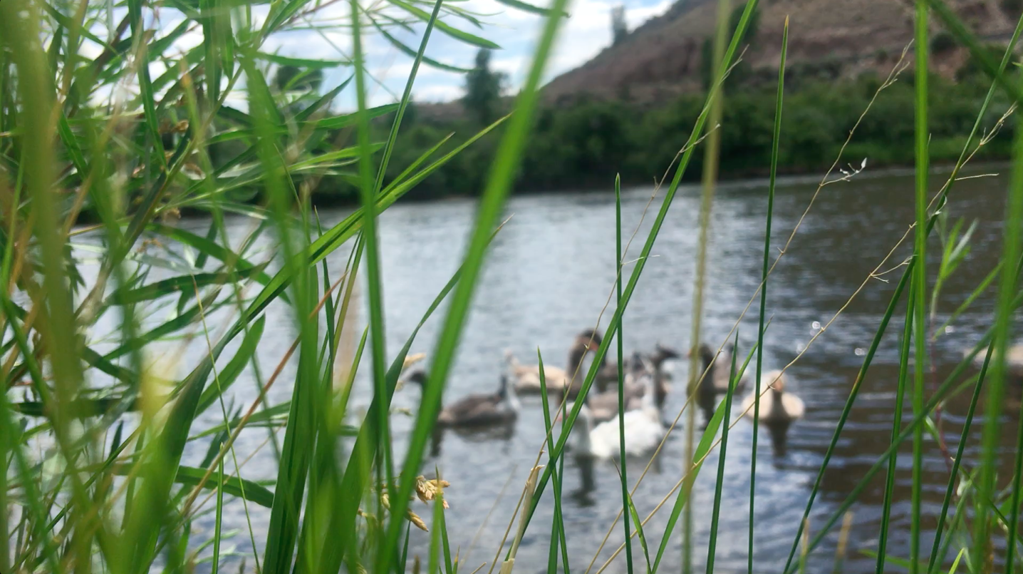 Grassy banks