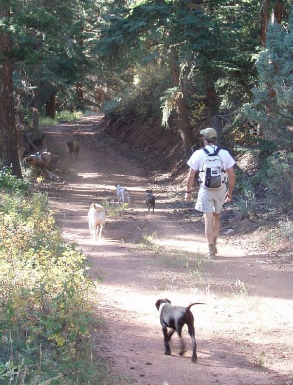 Jack hiking with group of dogs