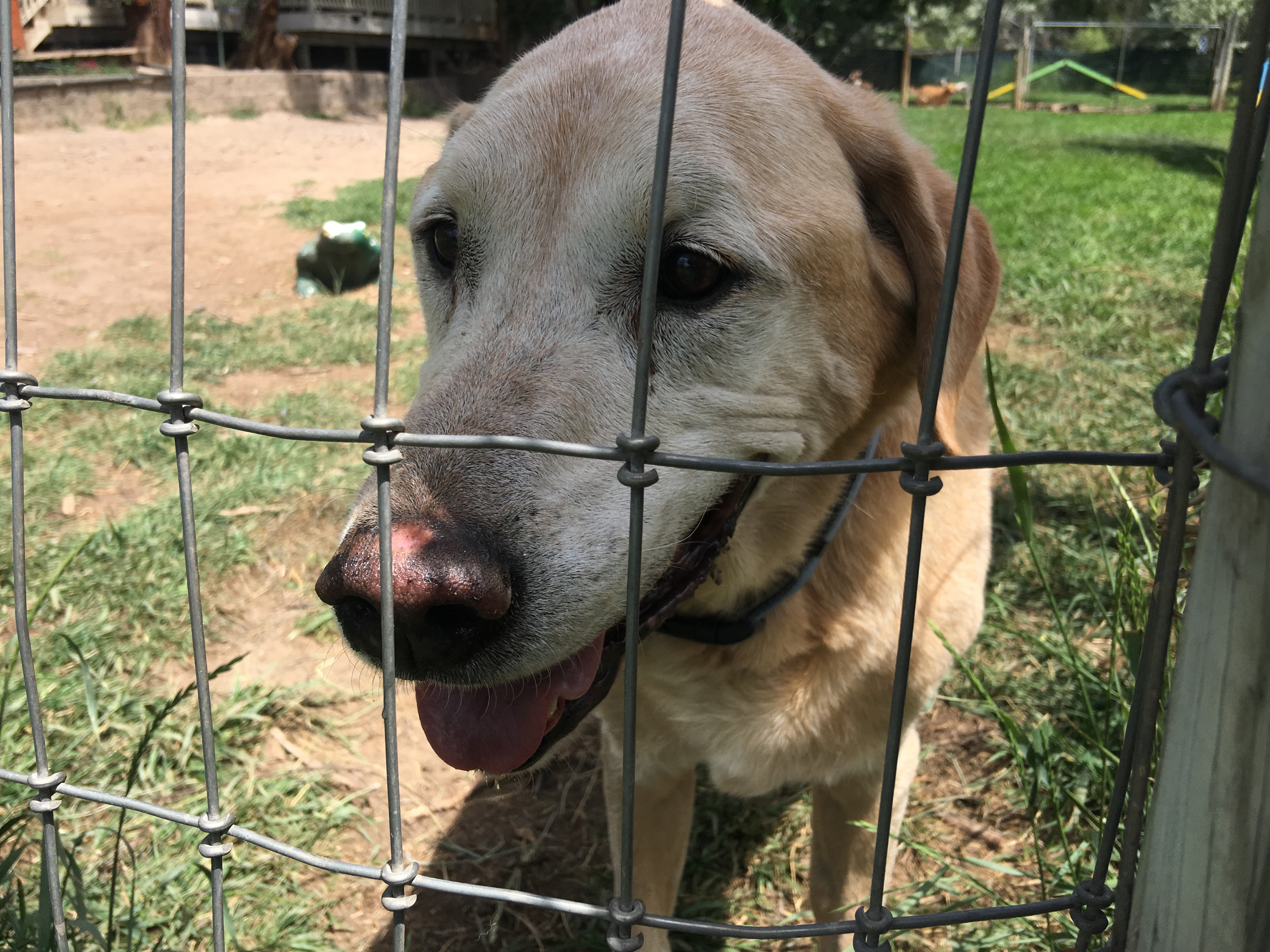 Happy old dog