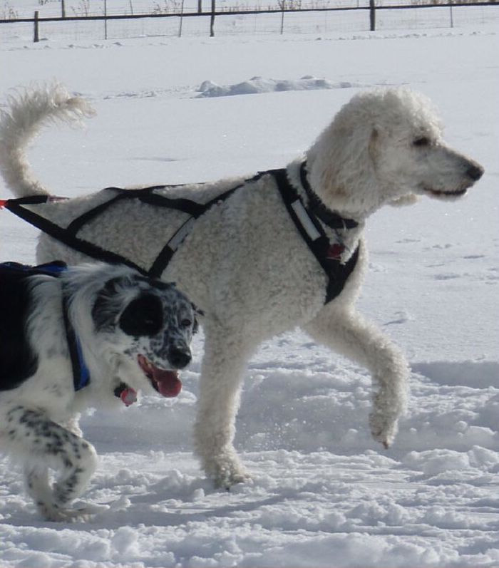 Skijoring w Flanders & Linus